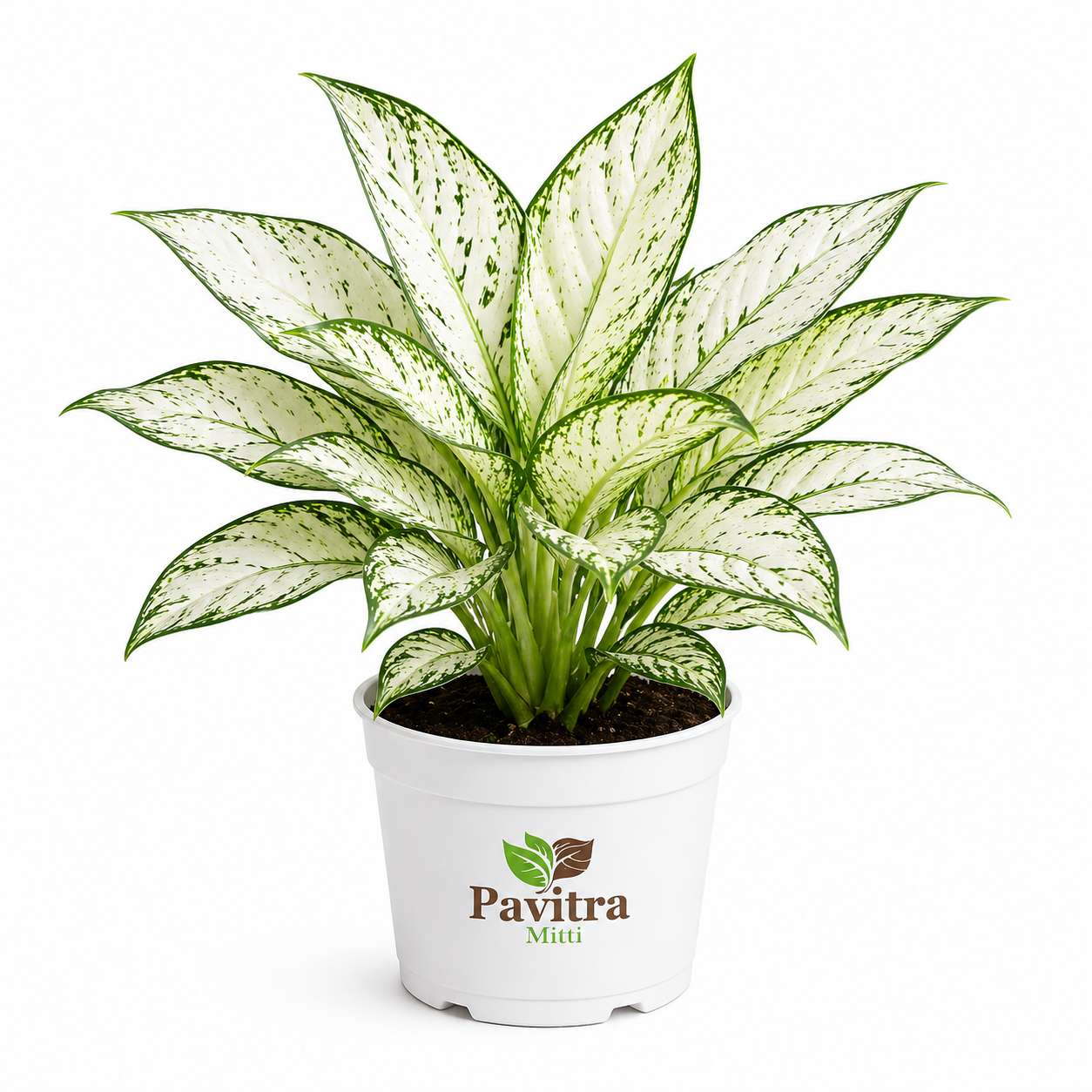 Aglaonema Snow White