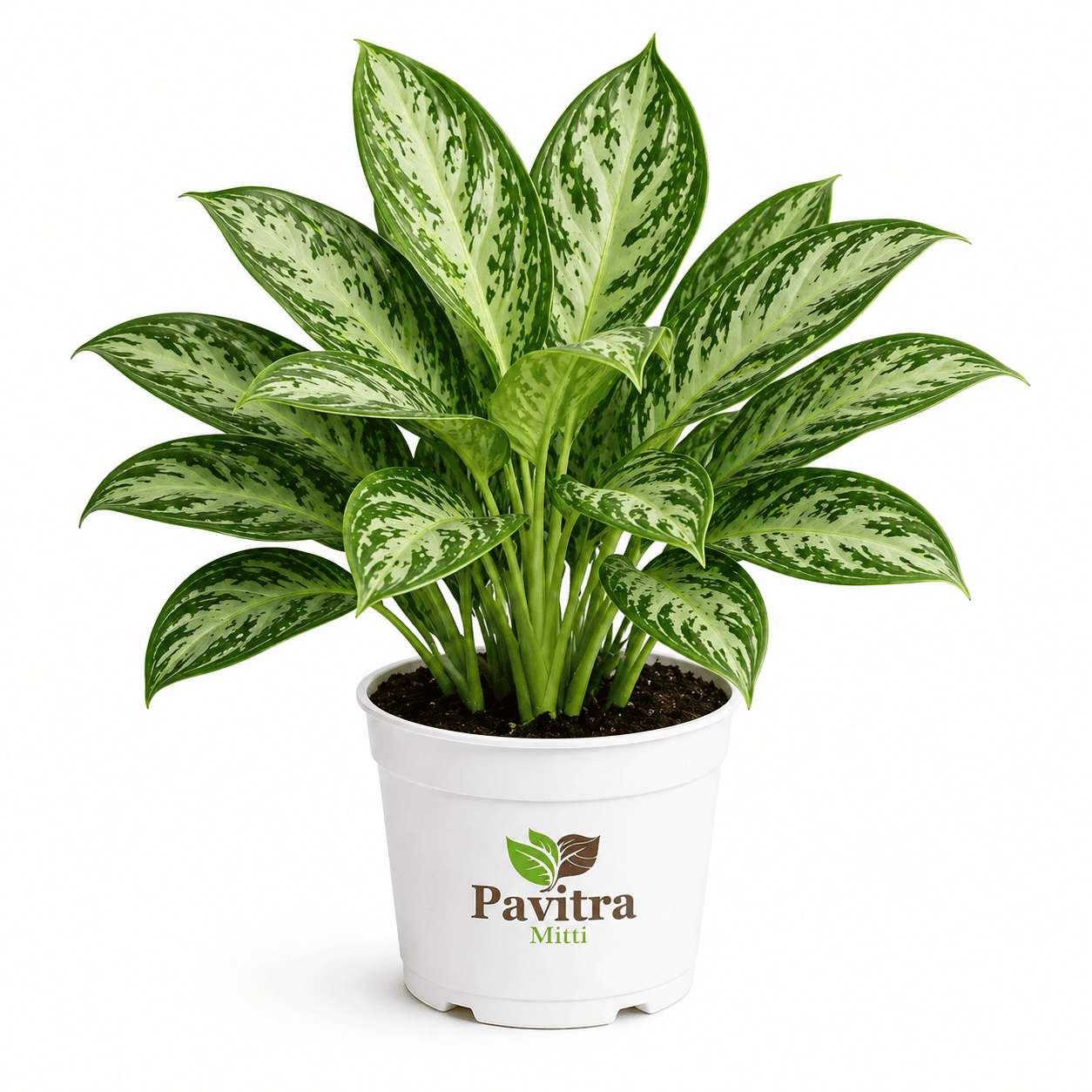 Aglaonema