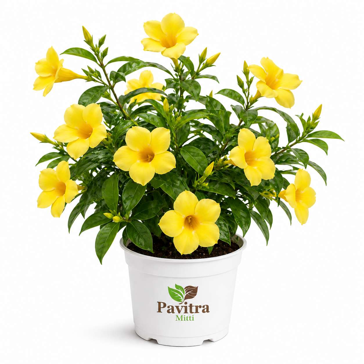 Allamanda