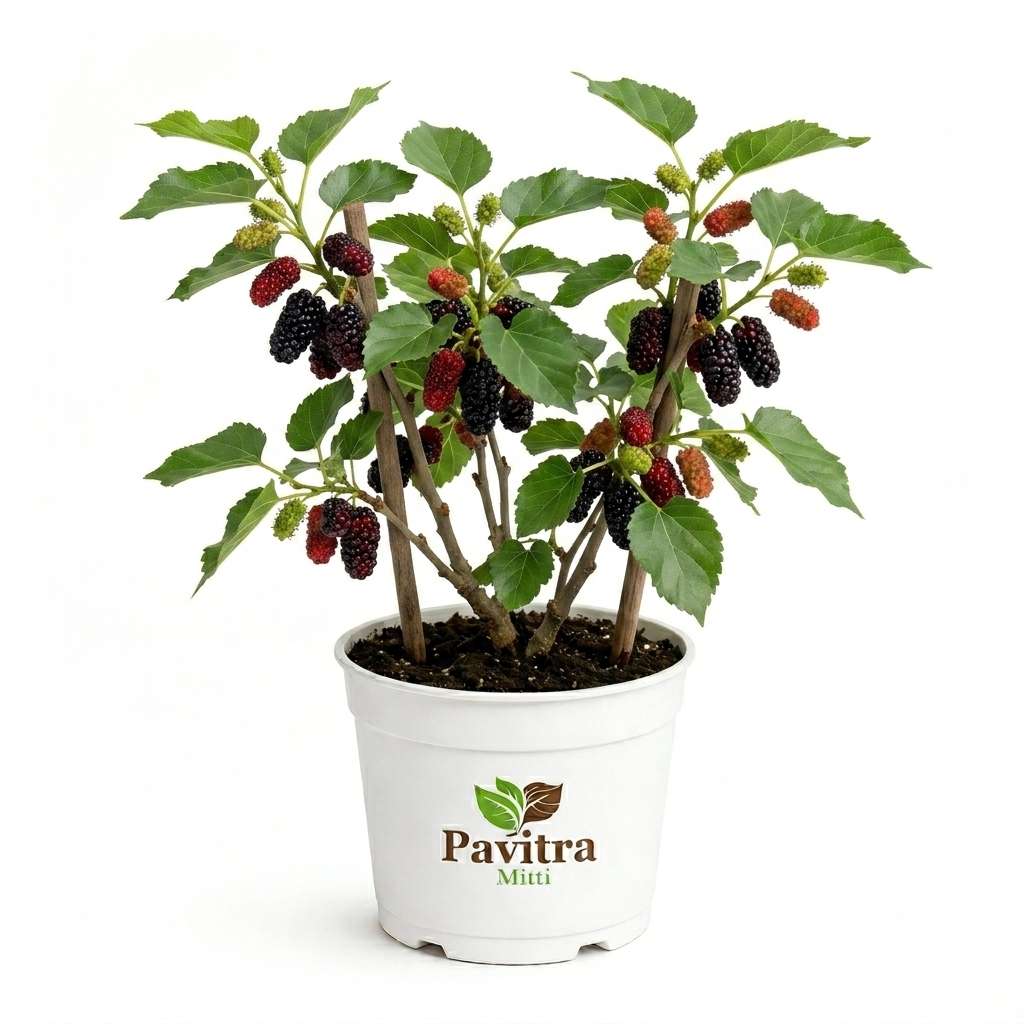 Dragon Mulberry