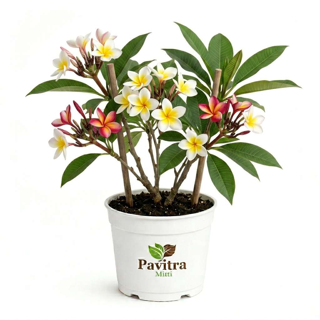 Frangipani