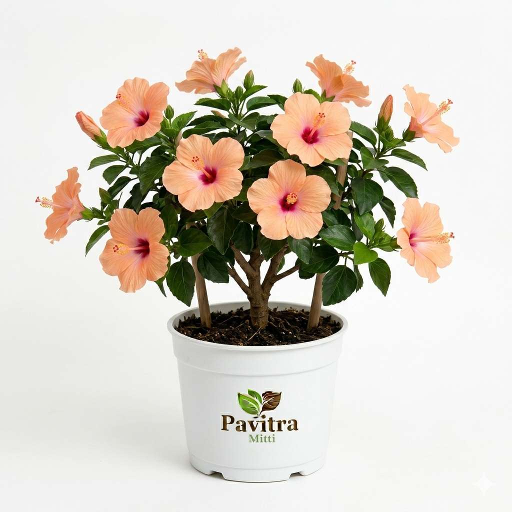 Light Peach Hibiscus