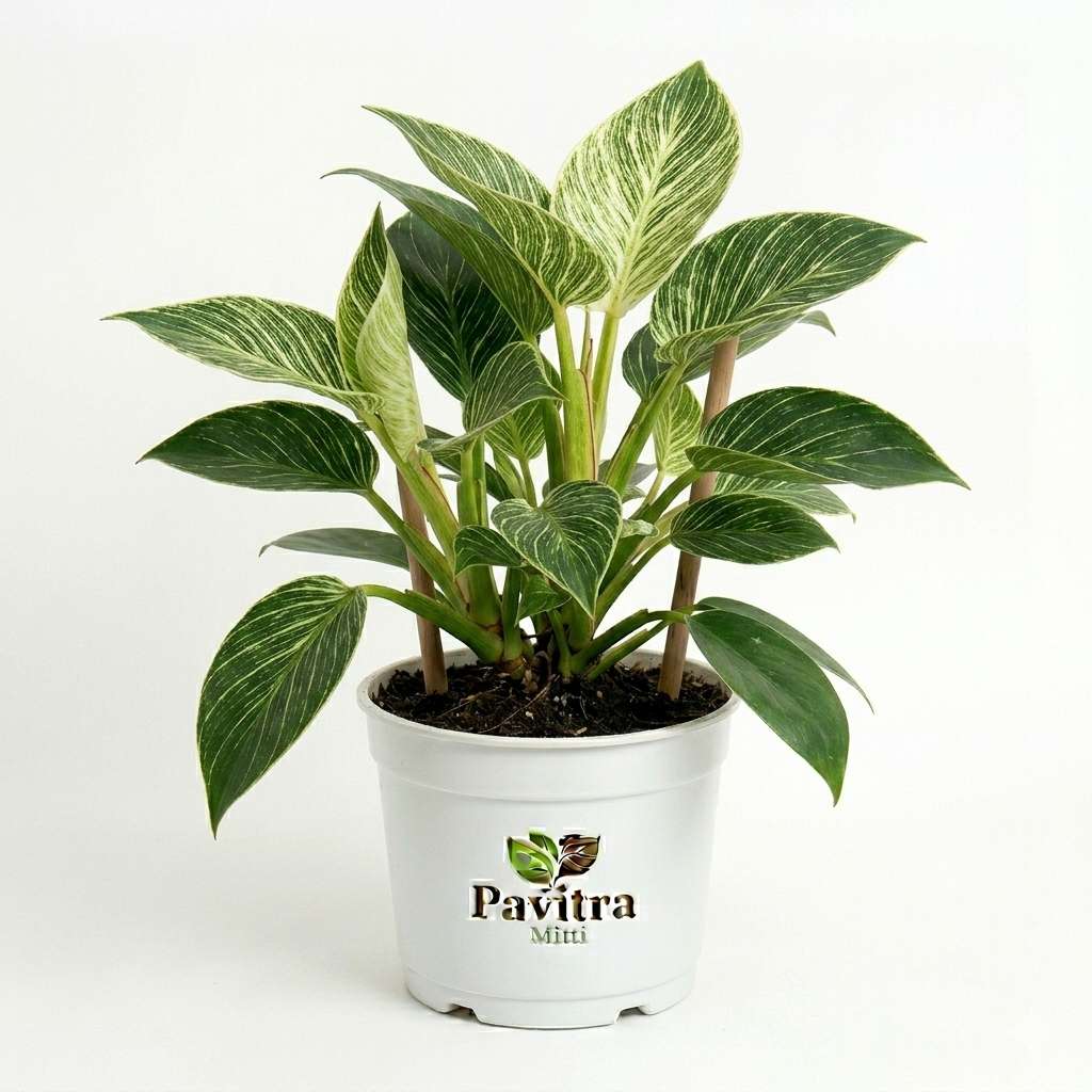 Philodendron Birkin