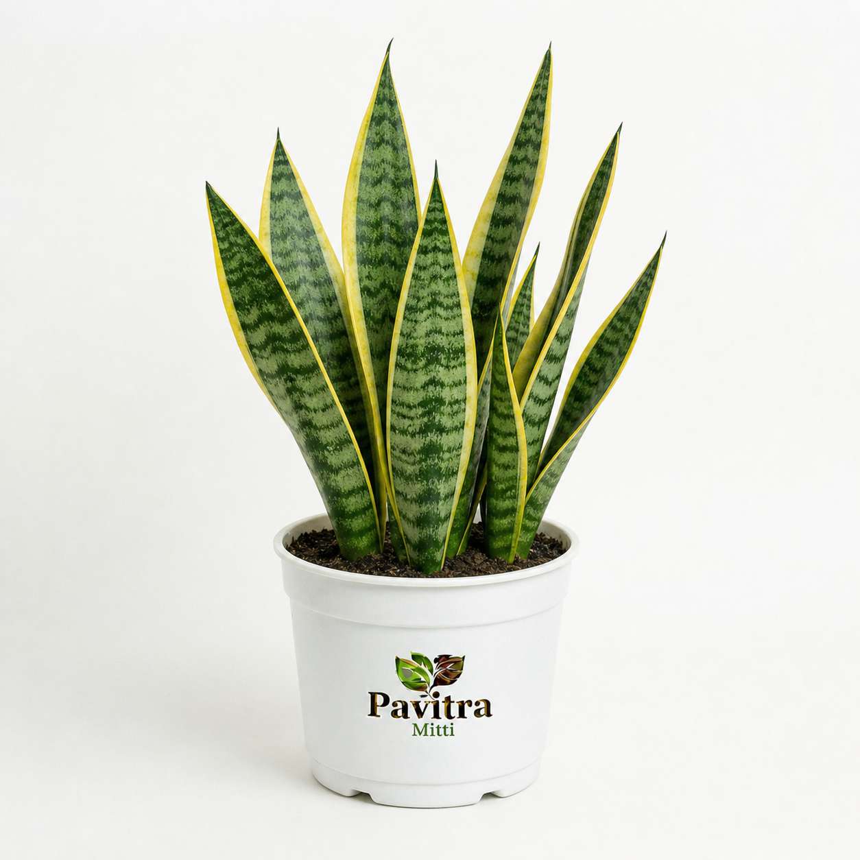 Snake Plant